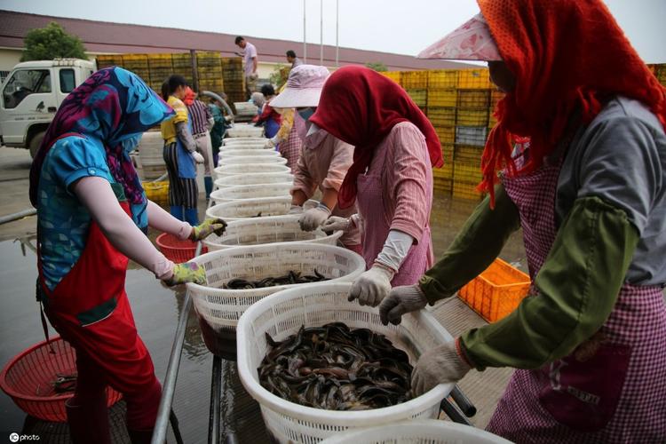 江苏连云港:全国最大的泥鳅产业聚集区 产品持续出口韩国