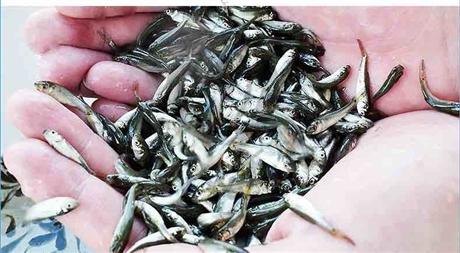 鲜活水产品出售鲮鱼苗 纯种类土鲮鱼苗技术 火热销售 全国空运